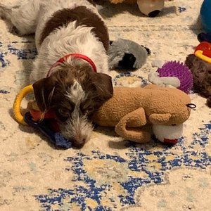 Meet your Posher, Mitzi